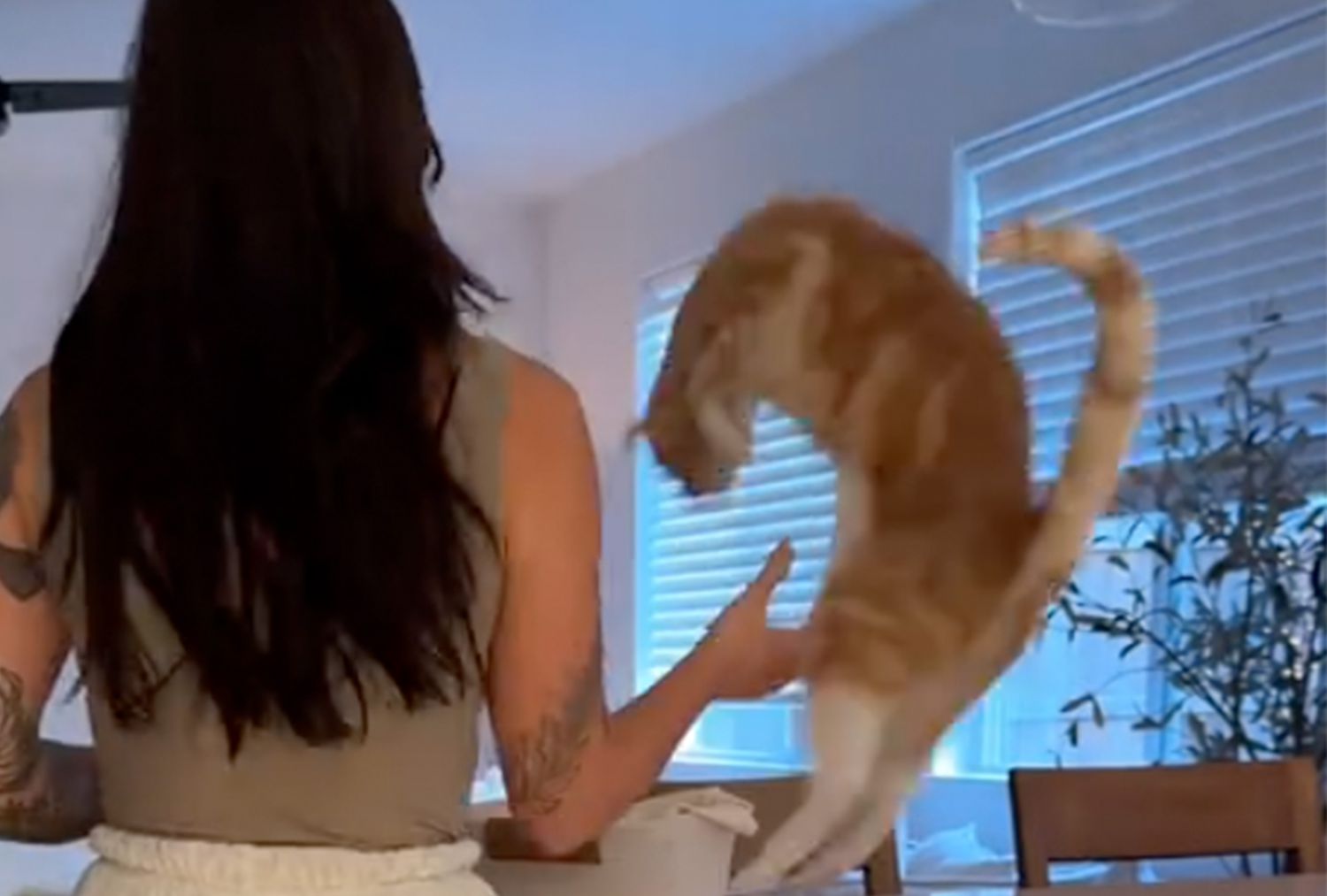 猫在这个病毒式的 TikTok 视频中挑战地心引力，抢了主人怀孕公告的风头